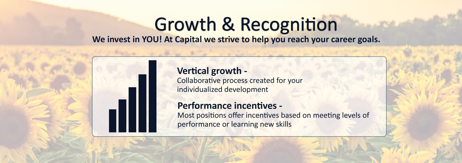 Growth and Recognition Sunflowers